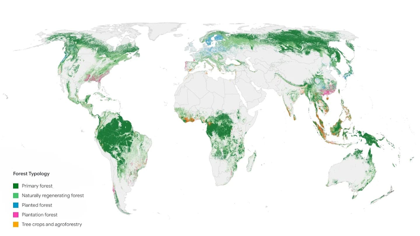 The original ForTy 2020 world map from Google DeepMind shows primary, naturally regenerating, planted and plantation forests, plus tree crops and agroforestry. This overview displays the dominant type per square kilometre; the dataset has 10-metre resolution.