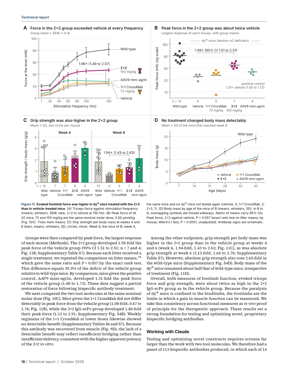 Figure 11 and its caption from Mithril’s October 26, 2026 technical report, not peer reviewed: antibody-treated mouse force and grip-strength measurements, not human treatment results.